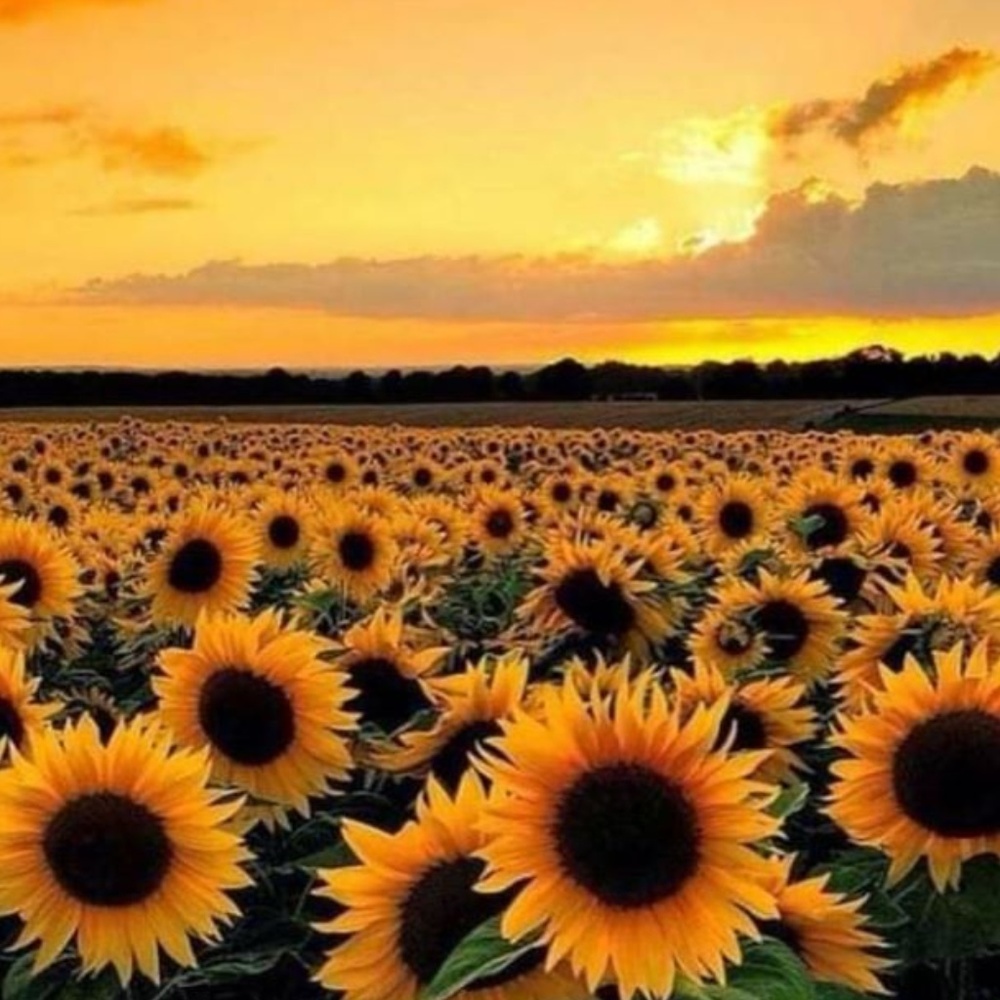 🌻🌻🌻🌻🌻🌻🌻🌻